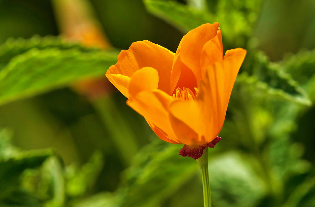 California Poppy | Seed Grow Kit