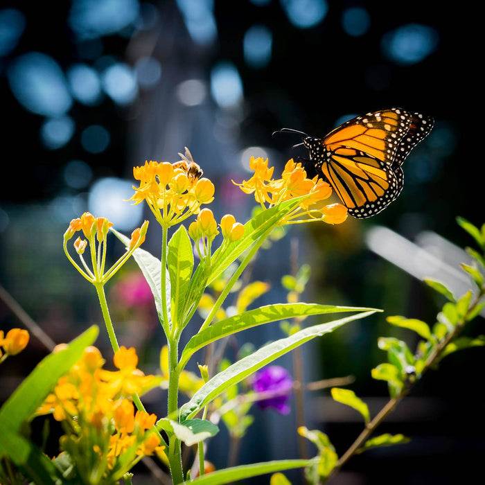 Pollinator's Delight | Flower Seed Grow Kit