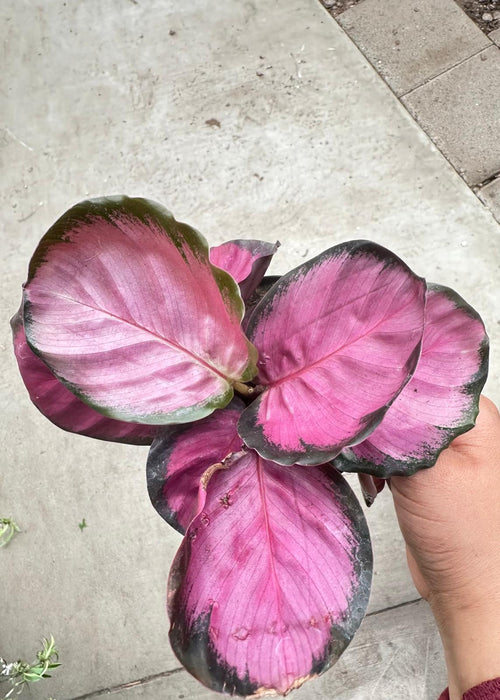 4" Calathea Rosy