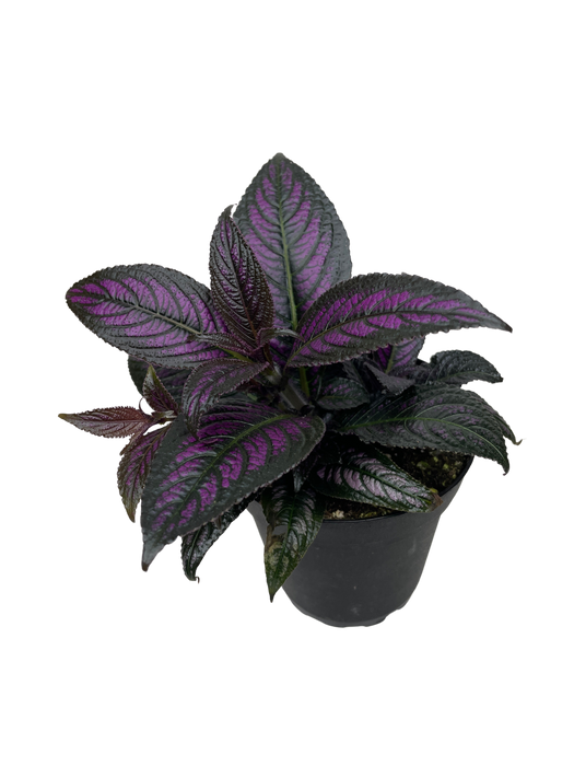 4" Persian Shield