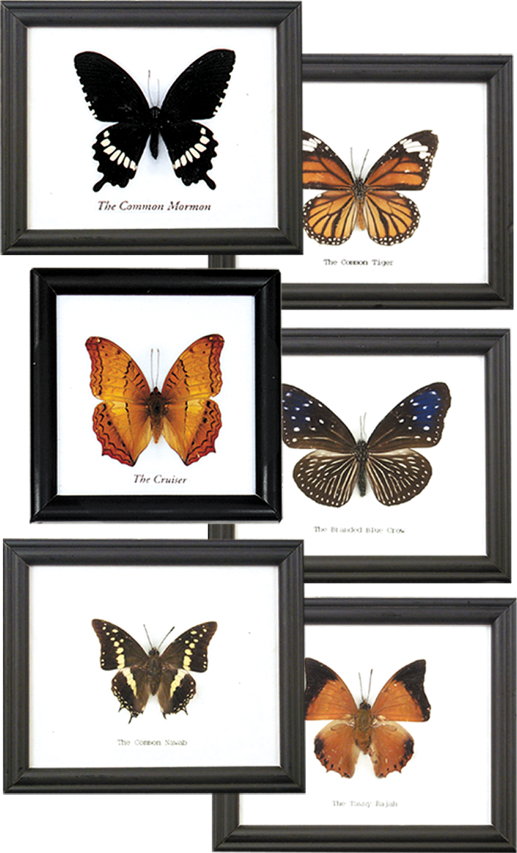 Wall Decor & Frames