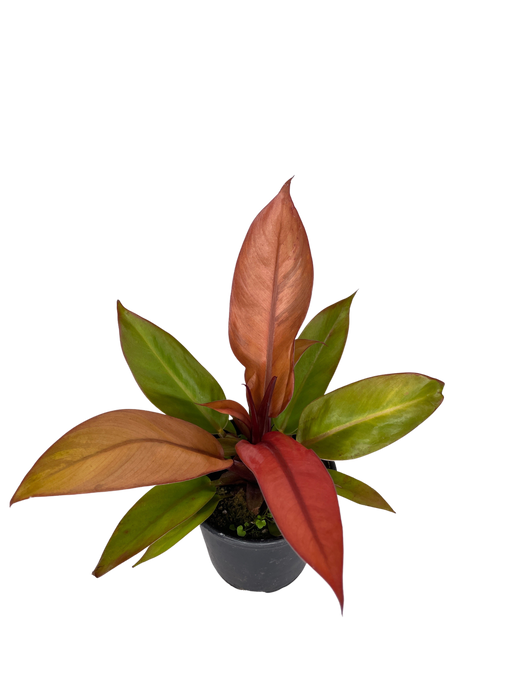 4" Philodendron - Sun Red