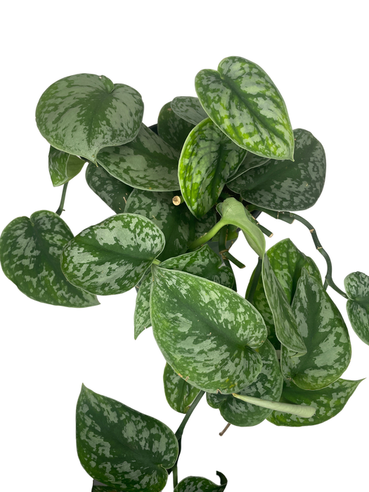 6" Satin Pothos Scindapsus Pictus - Silver Splash