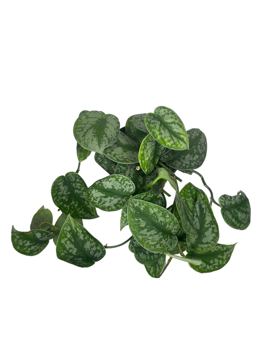 6" Satin Pothos Scindapsus Pictus - Silver Splash