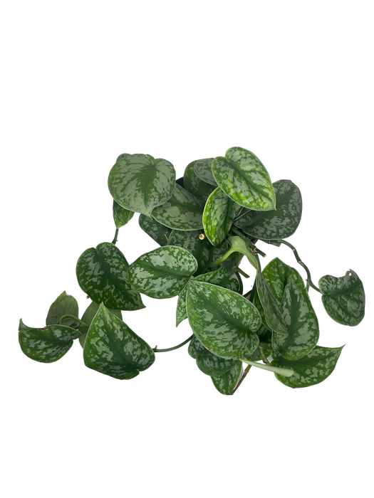 6" Satin Pothos Scindapsus Pictus - Silver Splash