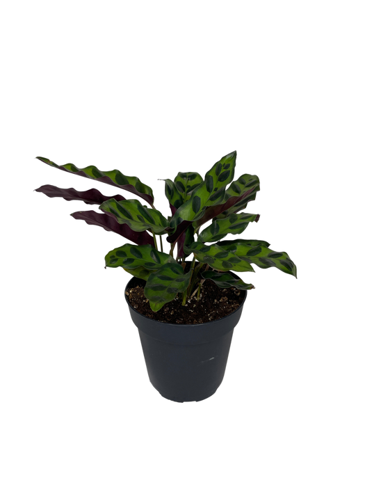 4" Calathea Lancifolia - Rattlesnake Plant