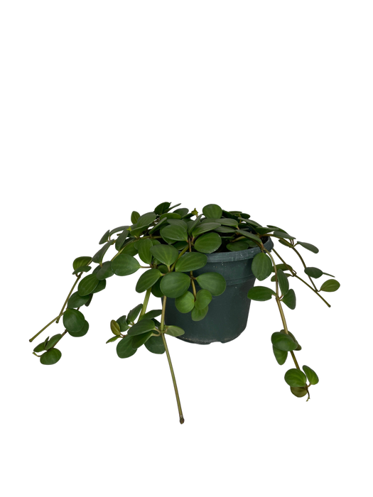 6" Hanging Peperomia Hope