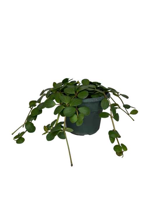 6" Hanging Peperomia Hope