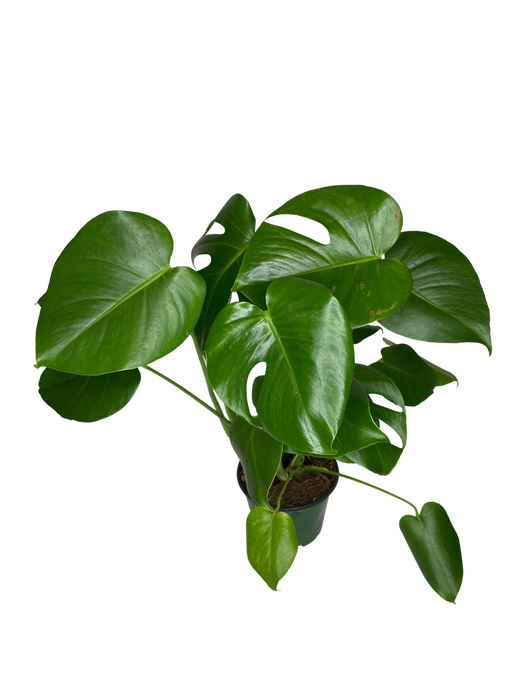 6" Philodendron Split Leaf - Monstera Deliciosa