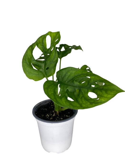 4" Swiss Cheese Plant - Monstera Adansonii -