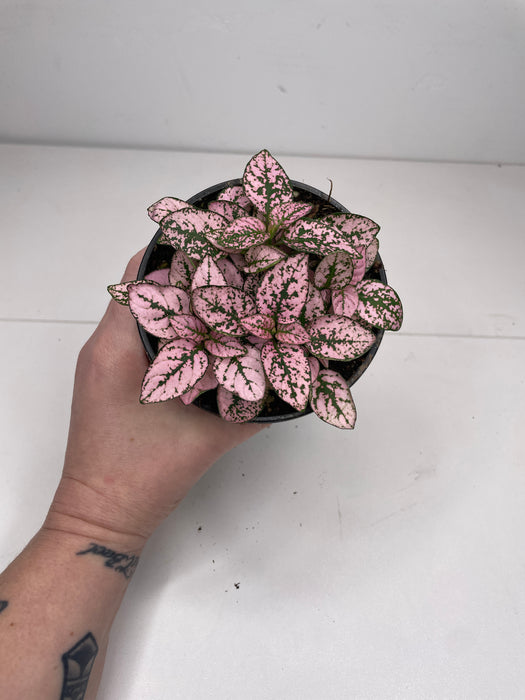 4" Hypoestes Polka Dot Plant