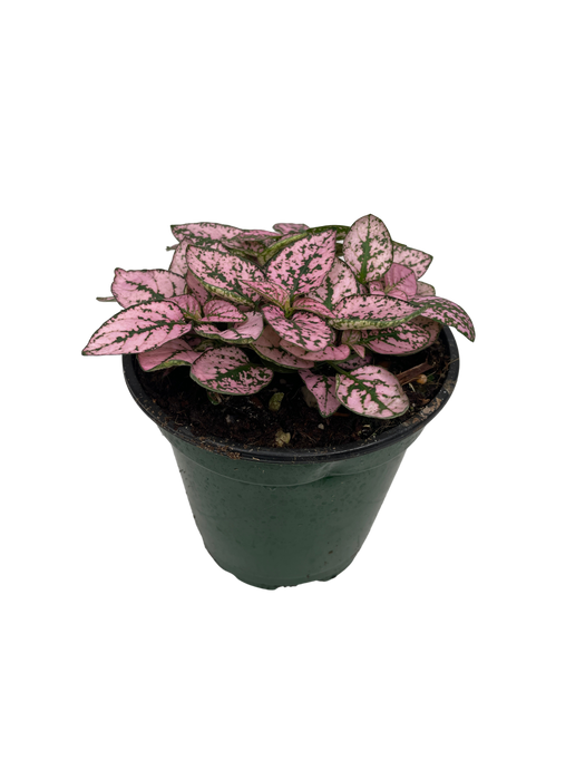 4" Hypoestes Polka Dot Plant