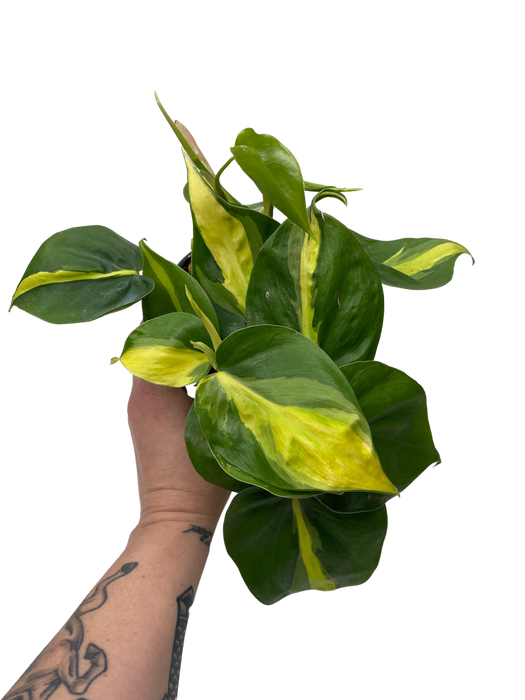 4" Philodendron Brazil