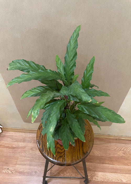 6" Calathea Rufibarba Velvet