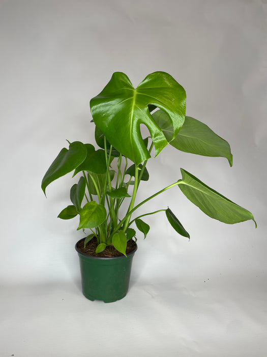 6" Philodendron Split Leaf - Monstera Deliciosa