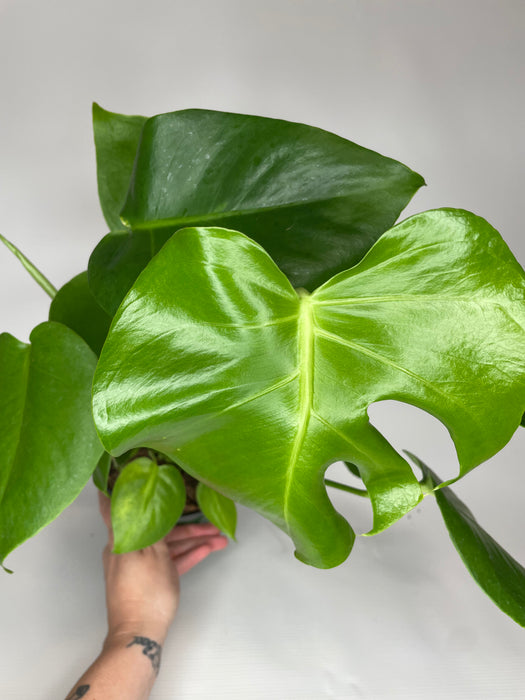 6" Philodendron Split Leaf - Monstera Deliciosa