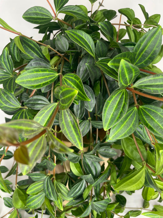 6" Lipstick Plant